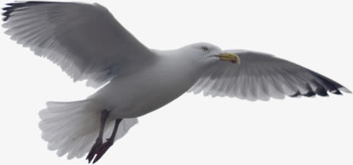 海鸥PNG透明图片，高清动物装饰元素，设计素材免费下载