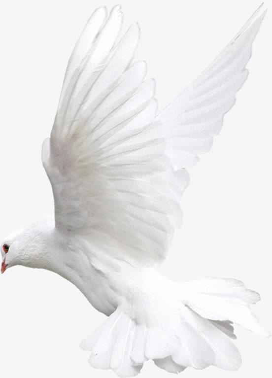 飞翔小鸟PNG素材，高清透明图片，动物装饰元素免费下载