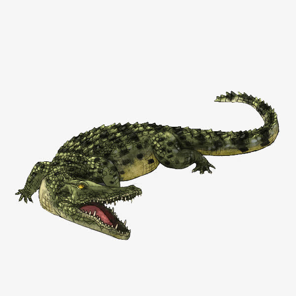 张嘴鳄鱼PNG透明图，高清动植物元素，动物设计素材下载