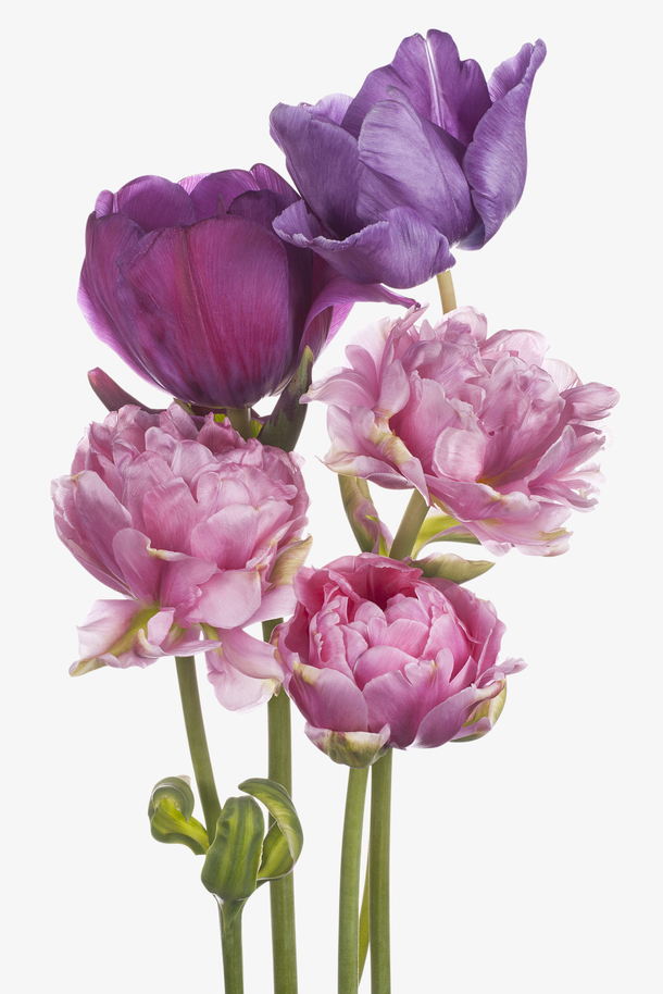 紫色鲜花高清PNG透明图片，动植物元素设计素材免费下载