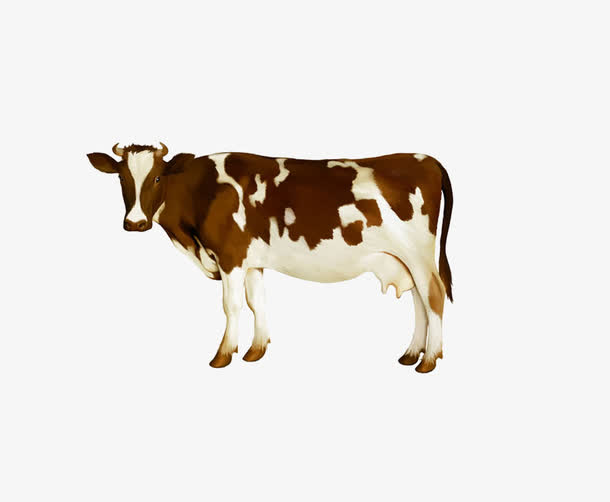 奶牛PNG透明图，精美动物装饰元素，设计素材免费下载