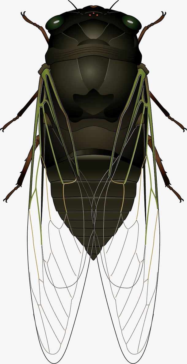昆虫蝉PNG透明图片，高清装饰元素，动物图片设计素材下载
