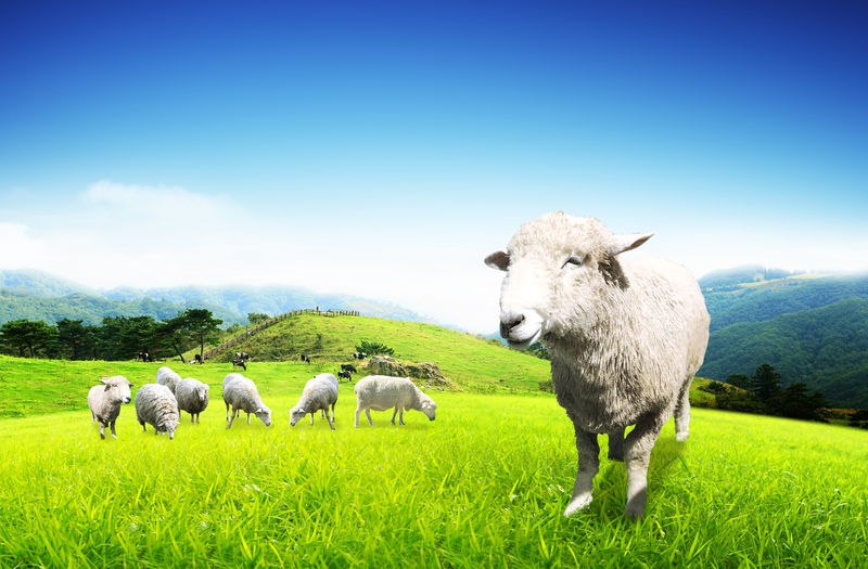 高清绿色自然绵羊背景JPG，另类图片设计素材，免费下载