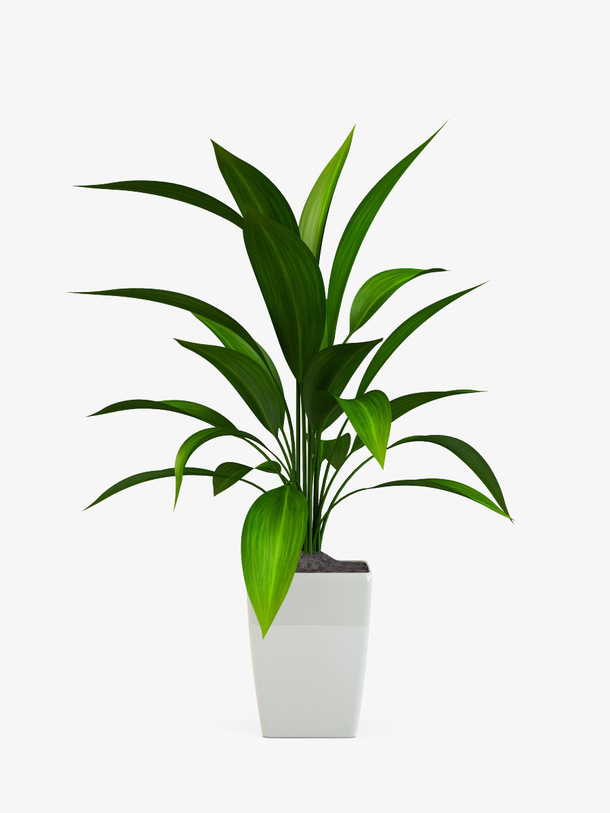 盆栽透明素材，高清PNG动植物元素，植物图片设计，免费下载