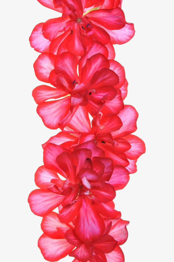 香叶天竺葵精美PNG透明图片，高清花瓣漂浮元素，设计素材免费下载