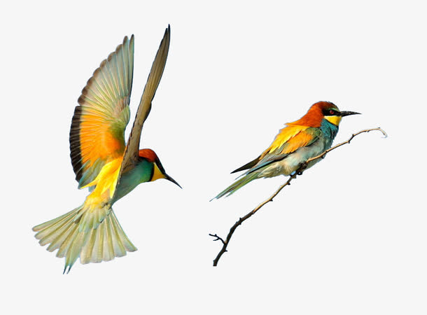 食蜂鸟PNG透明图，高清动物图片设计素材，免费下载