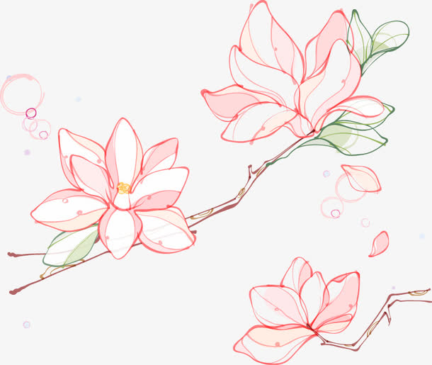 木兰花线稿PNG透明图，高清装饰元素，植物设计素材下载