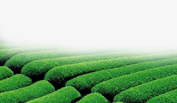 绿色茶田高清PNG透明图片，茶叶原野装饰元素，植物设计素材下载
