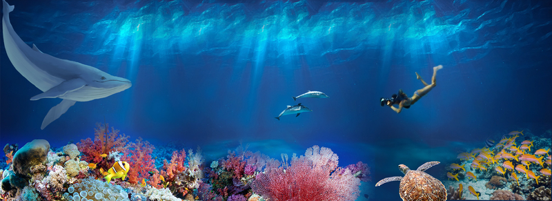 海洋海底世界绝美高清JPG图片，另类创意及其他设计素材下载