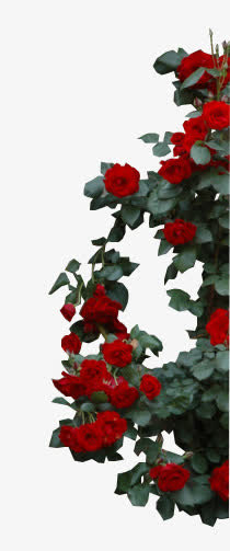 蔷薇PNG透明图，高清装饰元素，植物设计素材免费下载