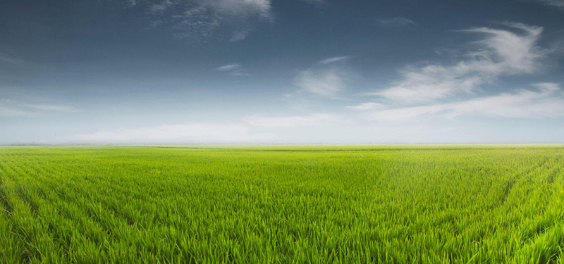 高清水稻田背景JPG图片，独特设计素材，一键下载
