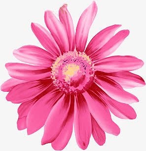国庆节玫红花朵高清PNG素材，节日海报设计元素，透明背景图片免费下载