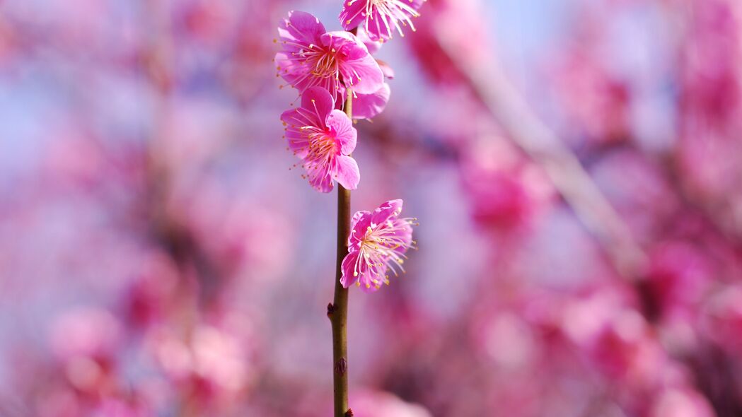 春日粉梅，高清4K花瓣壁纸，3840x2160分辨率，绝美背景图下载