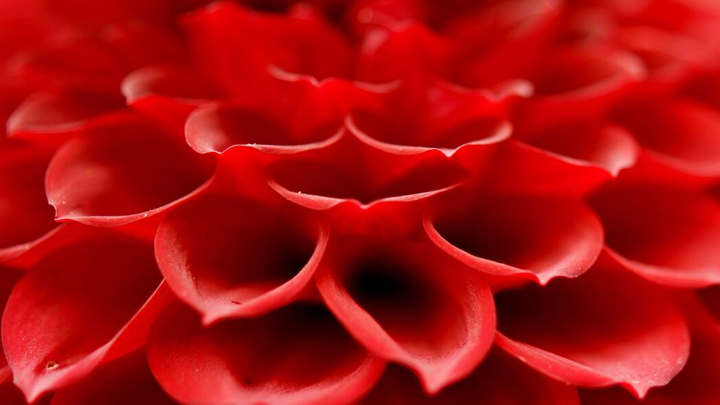 高清微距欣赏，红色花朵绽放，4K超高清壁纸（3840x2160）免费下载