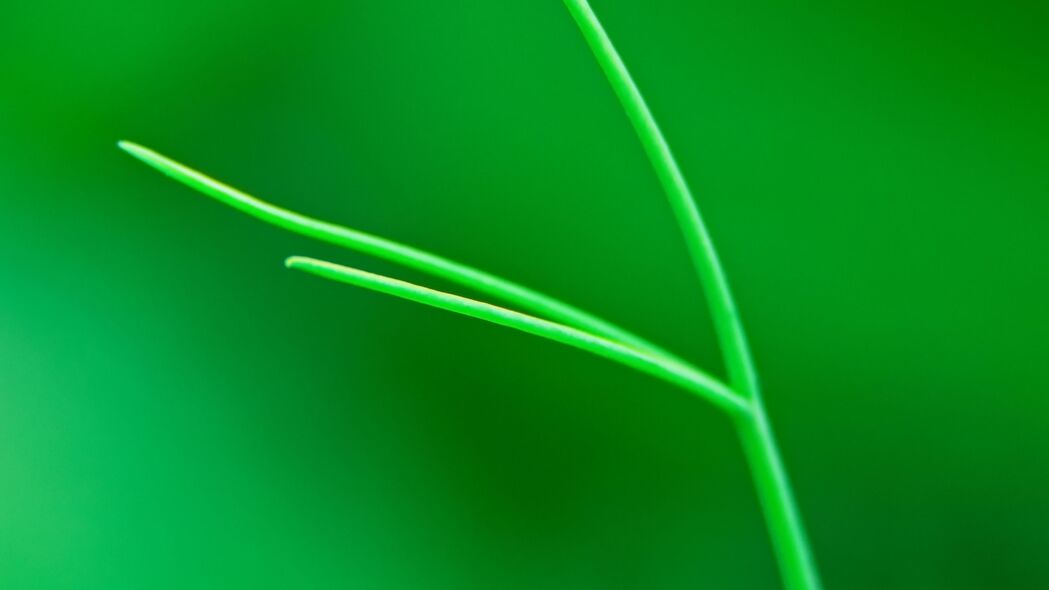 高清微距绿色植物叶子4K壁纸，模糊艺术感，3840x2160分辨率，免费下载