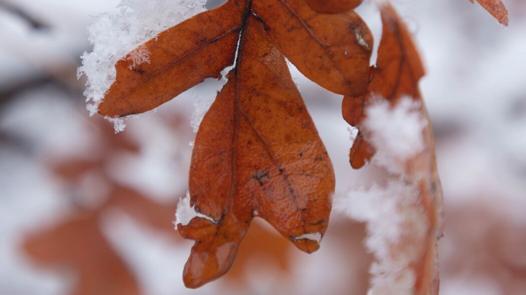 宏大雪景4K超高清壁纸，叶子与冬天的模糊美，3840x2160分辨率下载