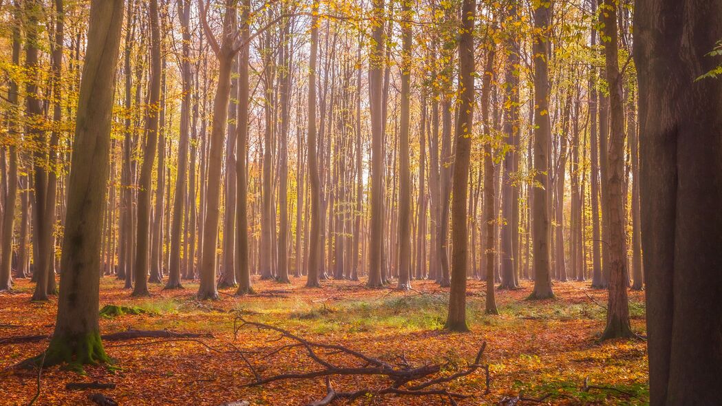 秋日森林画卷，高清4K树木落叶壁纸，3840x2160分辨率，一键下载绝美风景图