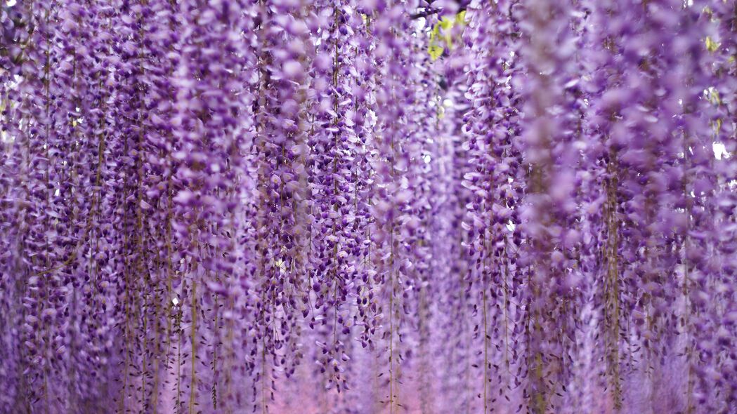 超高清4K紫色花朵模糊壁纸，绚丽花序，3840x2160分辨率，一键下载高清背景图片