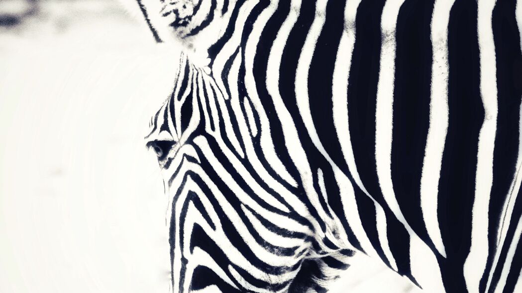 斑马条纹之美，高清4K黑白动物壁纸，3840x2160分辨率，免费下载