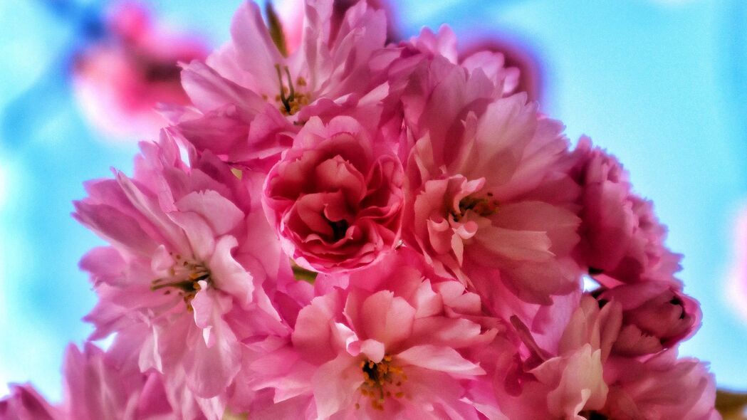 春天绽放的粉红色花朵花瓣高清4K壁纸下载，3840x2160超高清背景图片