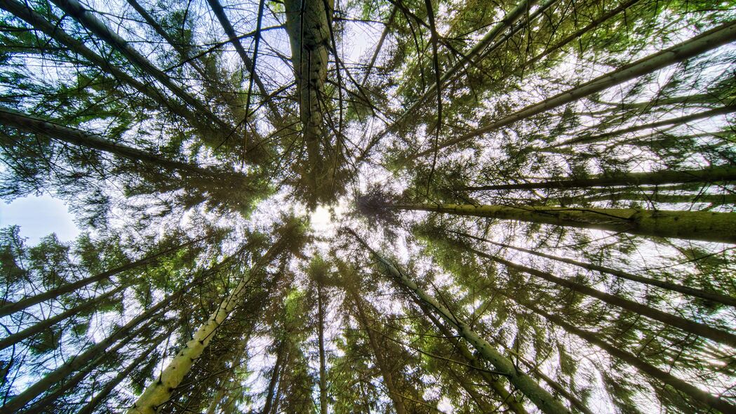 高清自然风景，4K壁纸展示棵树底部，树枝与树干交织之美，3840x2160分辨率，免费下载
