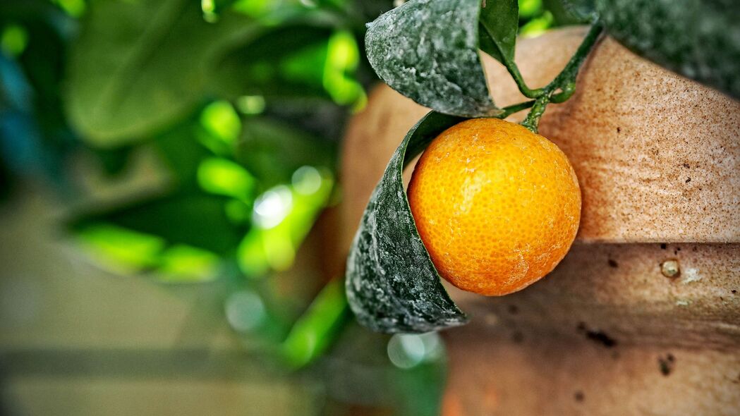 高清橙色柑橘树叶4K壁纸 & 美食图片，3840x2160分辨率，惊艳你的桌面！