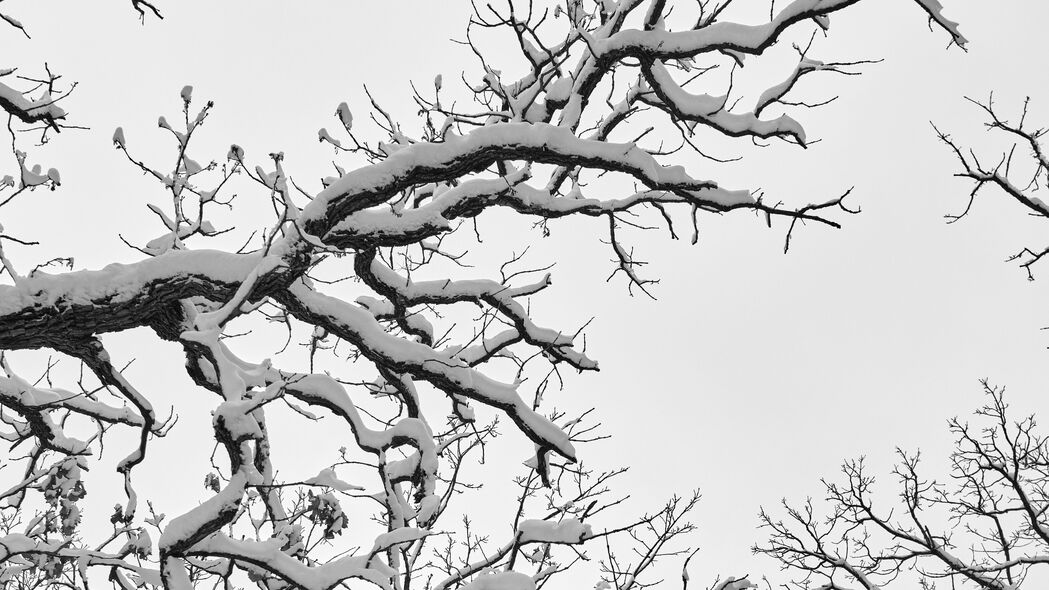 冬日雪景高清壁纸，树枝银装素裹，自然之美尽显4K超清3840x2160，免费下载