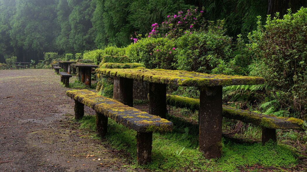 高清4K壁纸下载，桌子、长椅与苔藓灌木的自然美景，3840x2160分辨率