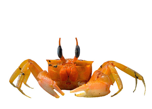 高清梭子螃蟹PNG透明背景素材，动植物元素动物图片，免费下载设计资源