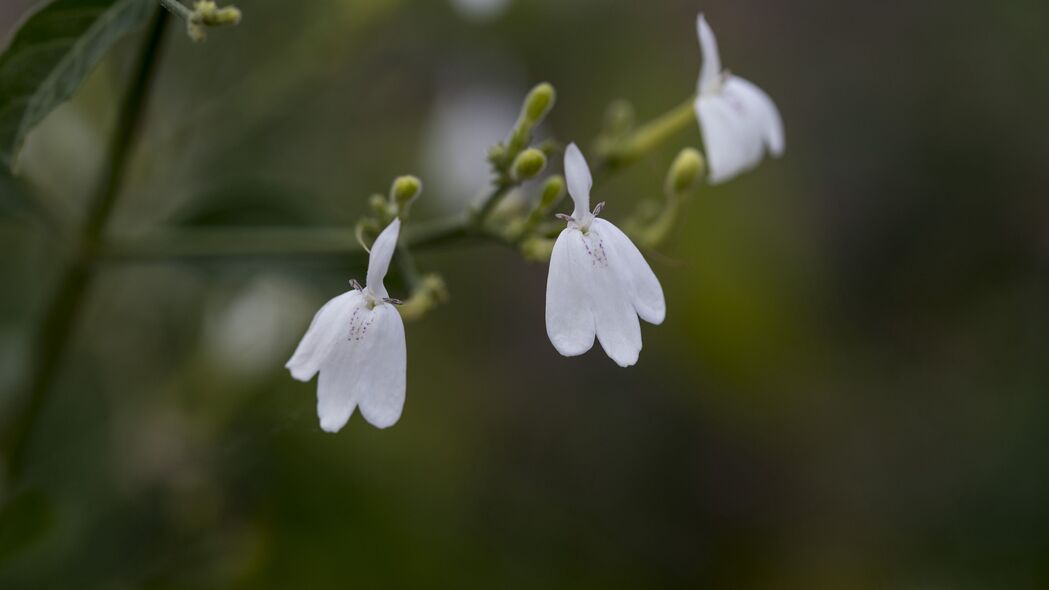 蛇茉莉花，纯净白色花瓣 4K超高清壁纸 3840x2160分辨率，一键下载高清背景图片