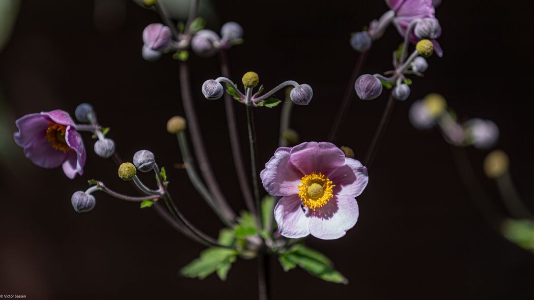 绝美紫色海葵花瓣花芽 4K高清壁纸 3840x2160分辨率 精选下载