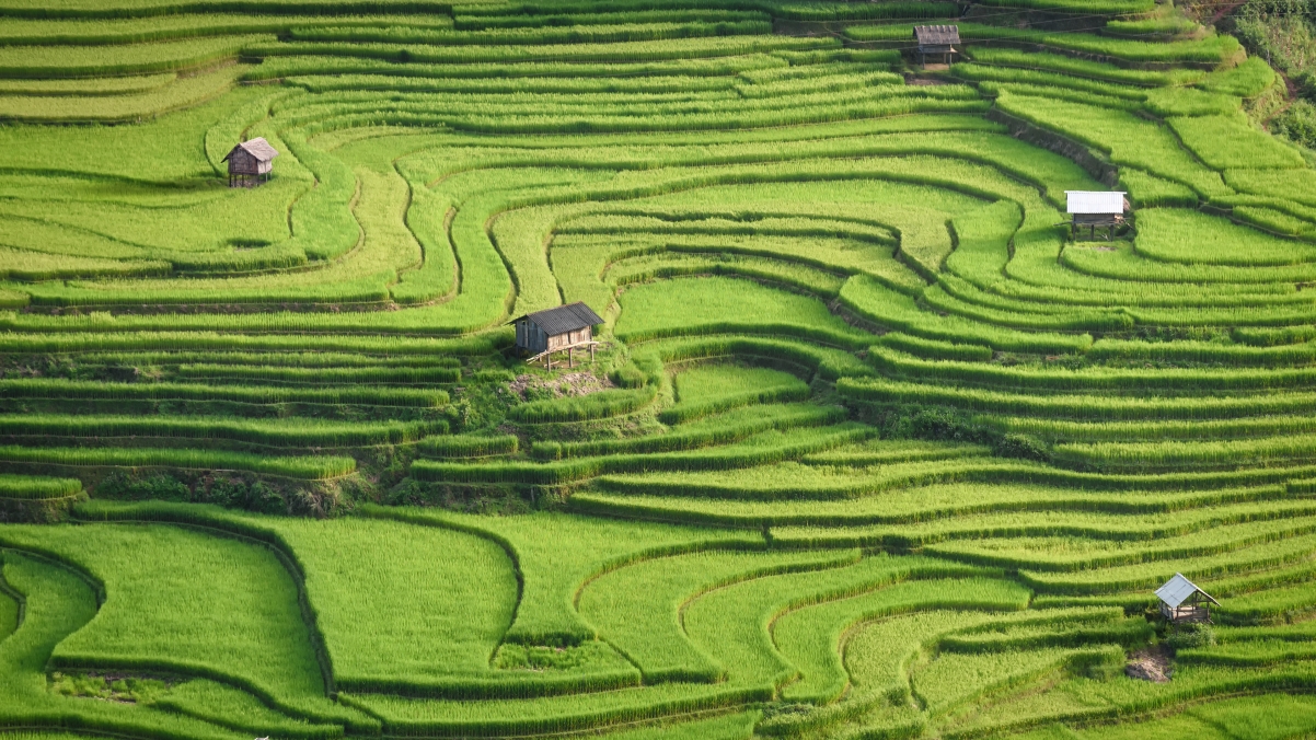 绝美水稻梯田4K高清壁纸，3840x2160分辨率，桌面背景首选，一键下载！