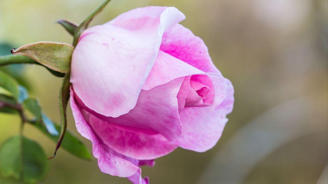 4K高清壁纸，玫瑰盛开瞬间，花蕾与花瓣的朦胧美，3840x2160宏观视角下载