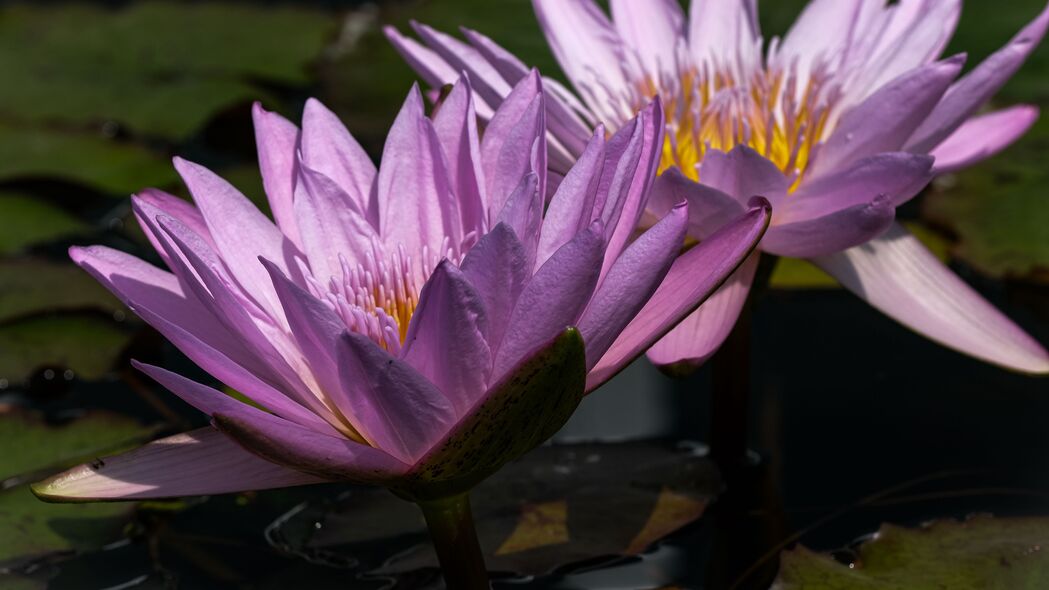 高清4K紫色睡莲壁纸，优雅花瓣与水影，3840x2160分辨率，免费下载