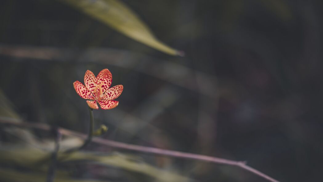 高清4K豹子百合花瓣模糊壁纸下载，绝美3840x2160分辨率背景图片