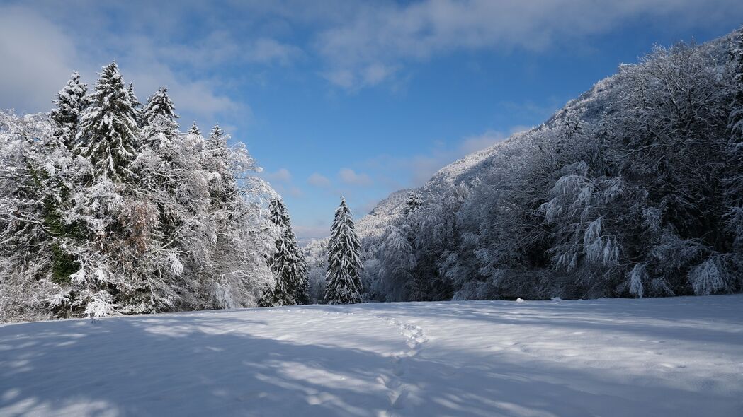 冬日云杉雪景4K超高清壁纸 - 3840x2160分辨率，绝美树木景观下载