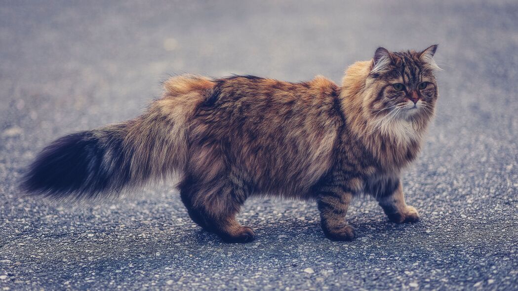 曼岛猫（Manx）蓬松萌宠4K超清壁纸，3840x2160分辨率，高清动物图片免费下载