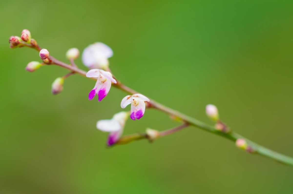 春日繁花枝摄影高清壁纸 3840x1080 & 2048x1359分辨率 下载