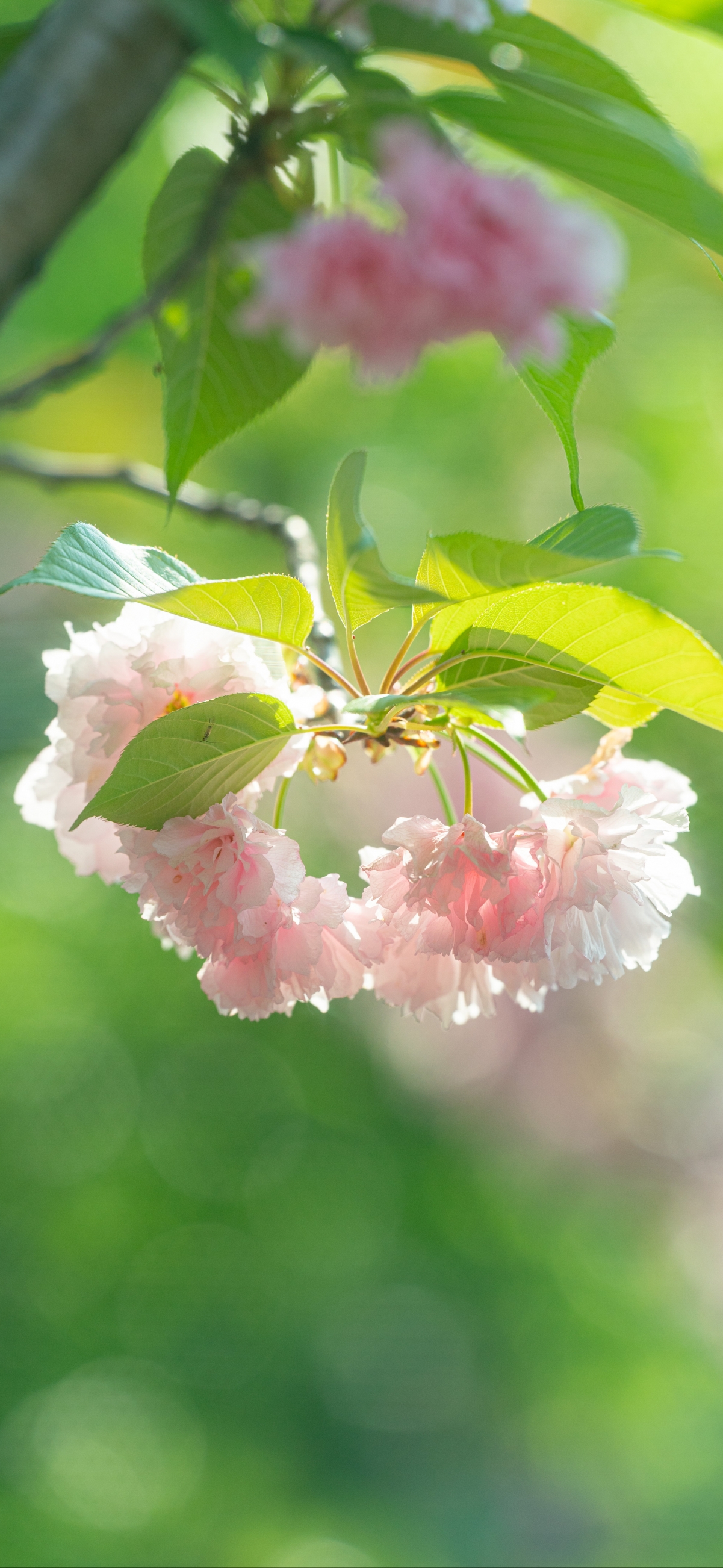 高清护眼竖屏壁纸，绿叶衬粉色花朵，6K分辨率，适配4K手机，2768x6000像素美图下载