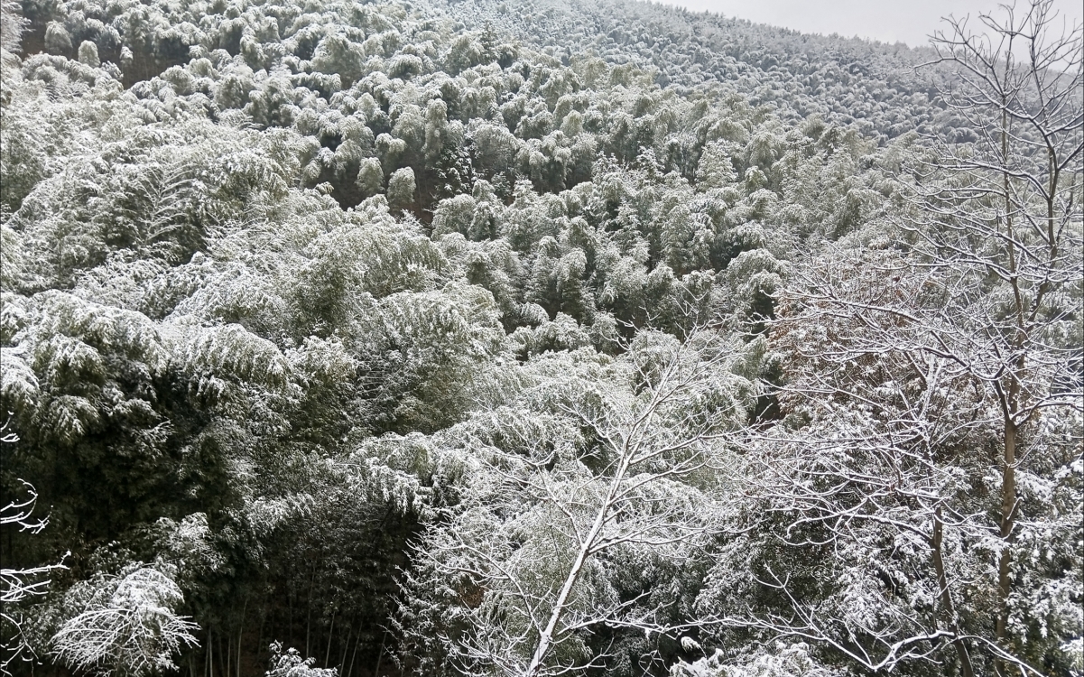 绝美高清竹林雪景电脑壁纸 - 2560x1600分辨率，免费下载