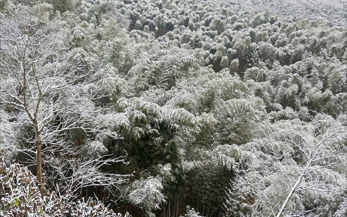 高清竹林雪景壁纸，冬日美景，2560x1600分辨率，免费下载