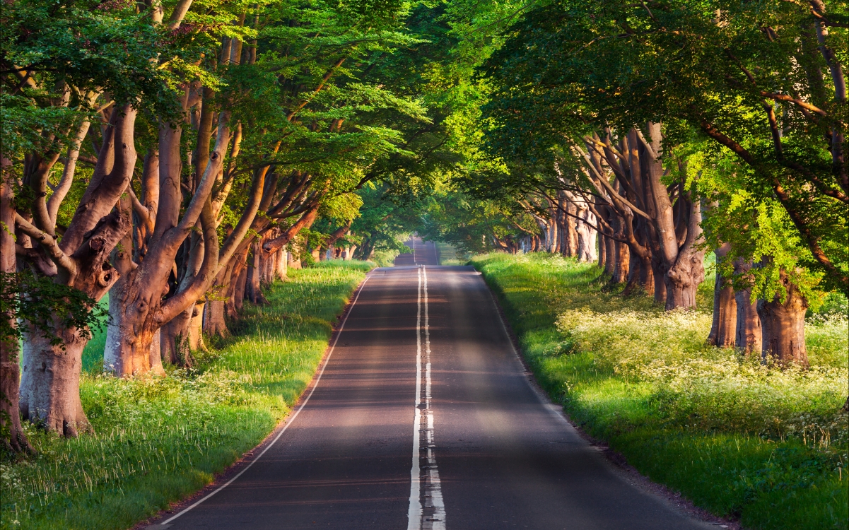 极致美景，森林公路超清2K壁纸，2560x1600高清分辨率，免费下载