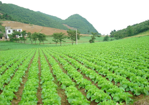 山坡菜园PNG透明背景高清图片素材，摄影风景元素，免费下载