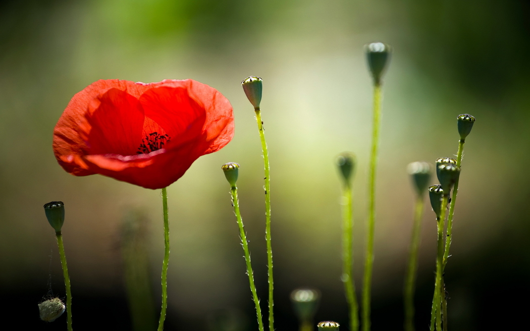 罂粟花4K高清风景壁纸 1920x1200 下载