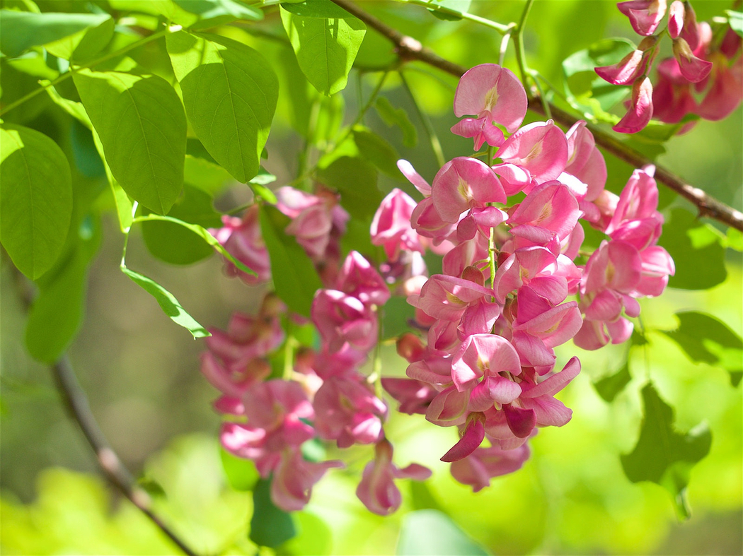 刺槐树与花4K高清风景壁纸，1920x1439分辨率图片下载