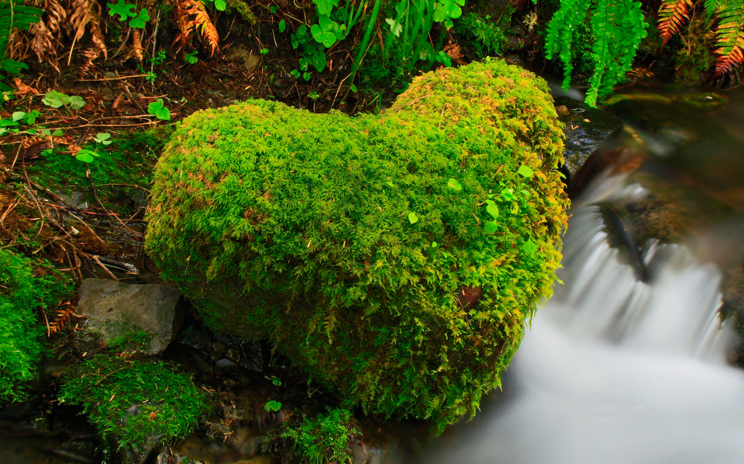 小溪流水心形石，苔藓绿植4K景，高清壁纸1920x1200下载