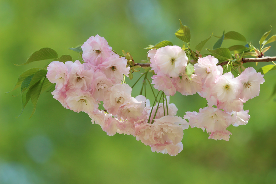 樱花樱桃树枝鲜花4K高清壁纸，绿色背景风景图2048x1365免费下载