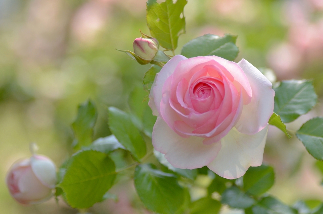 粉色玫瑰花蕾花瓣4K高清风景壁纸，2048x1356分辨率图片下载