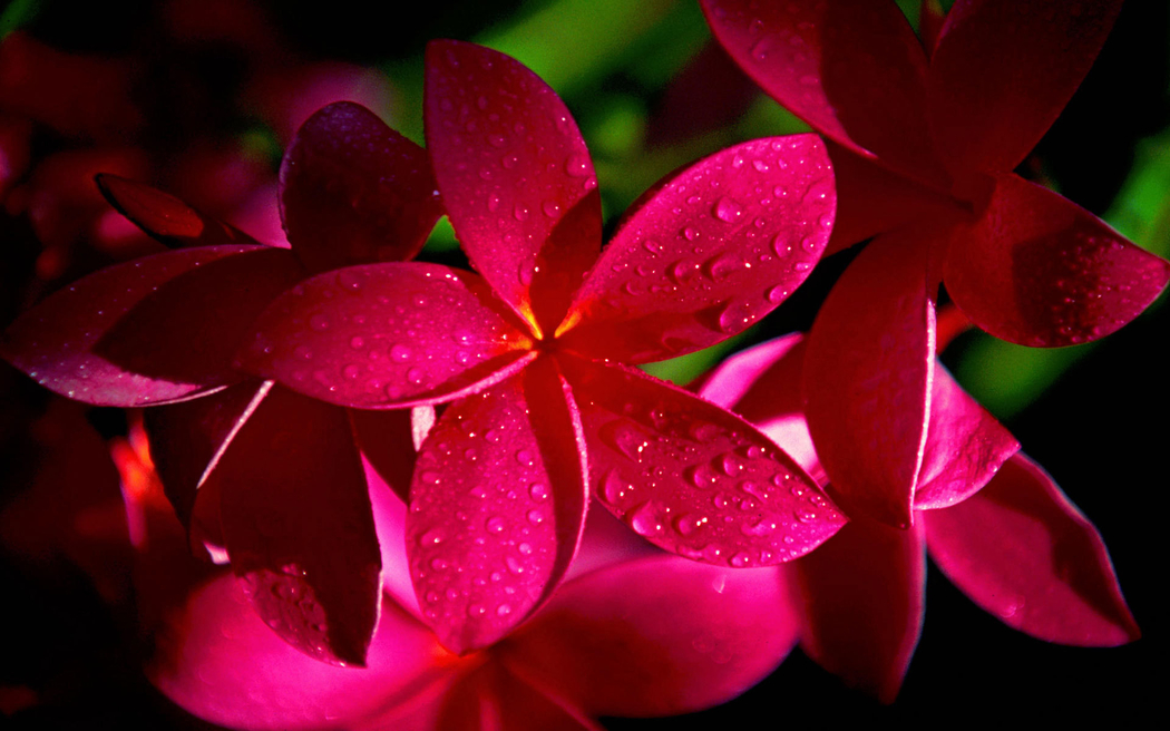 4K露水鸡蛋花高清风景壁纸 1920x1200 下载