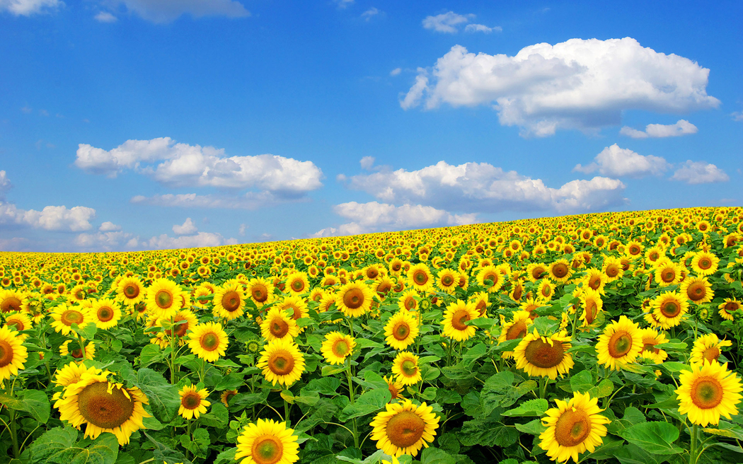 夏日太阳照耀下的向日葵4K高清自然风景壁纸 1920x1200 下载